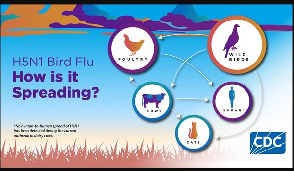 H5N1 High Pathogenic Avian Influenza (HPAI), commonly known as bird flu, is a global concern